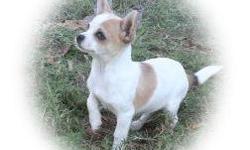 Super healthy, AKC registered chihuahuas - have had all shots and are ready to go to a loving home. All pups are grass trained and super easy to house train. Pups come from the oldest Chihuahua kennel in the US (according to the AKC). Have been breeding
