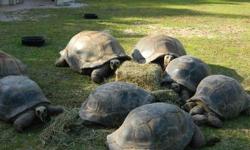 We now have available for sale 6 pairs of sulcata tortoises and 8 pairs Aldabara tortoises with of good health. Very healthy and home raised. Females are 100% proven breeder and lays between 3-5 times a year. They are home raised and both a bred. contact