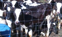 Weaned Calves For Sale
Holsteins, Jersey and some&nbsp;Crosses
Bulls and Heifers&nbsp;
Mayo Florida
--