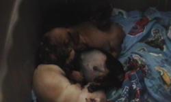 Very adorable. Mother is full blooded minature daschund and father is half minature daschund and half chiuahua. There is on female light off white, one boy is a rusty color and two boys are black and tan. They look alot more daschund than chiuahua. Super