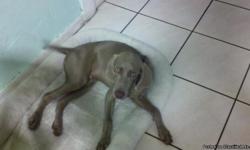 to all a free 6 month weimaraner