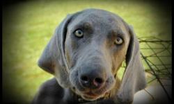 4 Year old Weimaraner free to good home.
Good personality, AKC, Very good dog.
He needs a good home that will give him the attention he needs.
Needs lots of room to run.
Two 5 Month old Labmaraners free to caring home.
Great puppies but due to change in