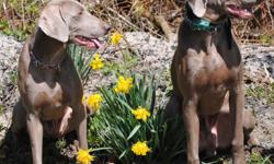 Weim puppies are expected to arrive by February 2011, and ready for new homes by April. Parents on site.
Puppies will be up to date with shots, vet checked, health checked. We are currently excepting potental buyer information, at the moment.
current