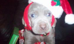 AKC registered weimaraner puppies. Just in time for Christmas!! We have 7 boys and 2 girls
Dew claws were removed and tails were docked.They will be dewormed and have their first shots. $425 for boys and $525 for girls. They will be 7 weeks on Dec. 6th