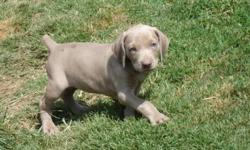 ACA Certified Weimaraner puppies born 06/25/10 - We have 2 male silver left out of an 8 litter. The puppies have their tails docked ; dew clawed ; 1st and 2nd set of shots, and are crate trained. Both parents live on site, the Mother is blue AKC