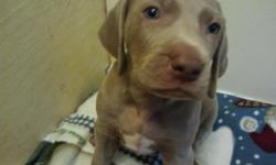 AKC Reg. Weimaraner pups. Vet checked, first shots, wormed, tails, dew claws, health guarantee, 2 year hips and genetic disease. 3 females left in litter. Call for an appointment, 717-805-1510 (located in Southern Lancaster County).