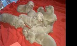 cute 5 week old weim babies. so much personality. Great campanion or hunting.
$1000. males and females