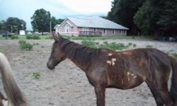 This little girl is impressive and colonel freckles. Mom is a bay mare impressive negative & dad is a sorrell and is a grand son to colonel freckles. Both reg AQHA. This baby is being sold as a grade. But can be reg for more money. Nice conformation ,nice