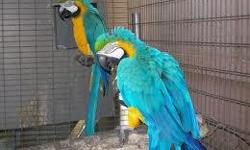 well organized macaw parrots for sale