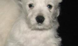West Highland White Terrier puppies, AKC, shots, M & F, beautiful coats, sweet dispositions. Birthdate: 4 19 10, available now. Parents on the premises. Please call or email to schedule a time to come see the puppies.