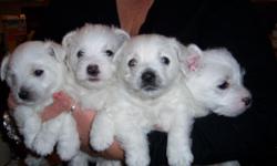 Adorable Westie puppies ready 12/19. Just in time for Christmas! First shots, registered. Male/Females
845-928-8912