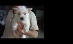 West Highland White Terrier Puppies For Sale
Westchester Puppies specializes in the sale of healthy puppies and kittens from certified breeders, with whom we have enjoyed long-standing relationships. Our puppies are home-raised and responsibly bred for
