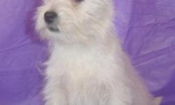 Just adorable!&nbsp; Westies are real sweethearts.&nbsp; They are friendly and love everyone, and get along well with children, and other pets.&nbsp; They make a great child?s companion, they are always ready to play and can be very active, with that