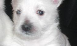 Registered 9 week old Westie pups. 1 male($475.00) 1 female($575.00). First shots included.