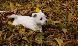 Beautiful AKC westies puppies. 2 female and 2 males available. $800 for females and $750 for males. Puppies will be available in January 2013. Taking deposits. if you are interested text or call at . puppies are in oroville ca. will post more pictures