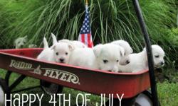 WESTIES, "Lily & Einstein" proudly announce the birth of their 5 beautiful AKC registered West Highland White Terrier puppies. They were born June 4th and will be ready week of July 31st. Our pups are vet checked, shots and wormed, and their dew claws