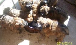 Wheaten Terrier puppies. Born 12/2 Ready to start leaving me. HOME bred, MEET the parents!NO shedding NO allergies!
Soft non shedding coat they feel like cashmere! Sweet and loving! Big brown eyes and lashes and liner to die for! Boy or girl!
If you would