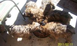 Wheaten terrier puppies. Soft NO shed. NO allergies. The wheaten terrier is a medium sized NON shedding 30 to 40 lb. dynamite companion dog.
GREAT with kids and my dogs are raised with two cats in the house and have an excellent shot list.
Spoiled rotten,