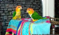 Caique pair (white belly): Must sell my birds due to health issues. Selling my pair of white belly caiques, male hatched 2001, female (hand fed tame) hatch 2006. Very bonded pair - really loves each other. Should be ready to nest within the next year or