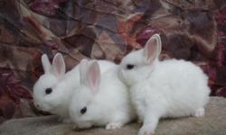 Netherland Dwarf babies with pedigree!
Tiny bunnies will stay dwarf sized! Cute little boys named: Kameron, Kelley and Kerek
From my best show buck Ronnie! Just the cutest bundle of joy!
Great pets! Great show Rabbits! 4h and ARBA!
Beautiful pure white