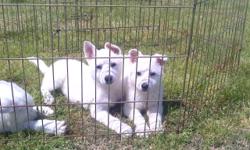 Champion great grand sired. Snowcloud and RIN TIN TIN bloodlines. Males and females 12 weeks old.
Our dogs pedigrees trace back to TWO of the ORIGINAL Television stars, Rin Tin Tin II and IV. There are several other Stage, TV, and Movie Stars in their