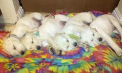 Just in time for Valentines...beautiful white labradors born on Dec 19th and they are ready with their first set of shots.
Mother is a yellow golden labrador and dad is a strong big white labrador.
There is 7 males and they are running for 250.00 dlls.