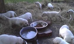 White labs 2 males 3 females left born 5/16/11 ready for rehoming, wormed , shots ,dewclawed ,and beautiful , excellent pedigree, call 214-957-2109