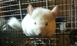 Both chinchillas enjoy life inside and outside of their cage. looking for a loving and experienced owner