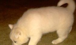 I have the cutest white male Siberian Husky puppy. He is very loving, playful and smart. One of his ears is still not standing up all the way, but will stand up on it's own as he grows. His eyes are brown. He is being pad potty trained, but also uses the