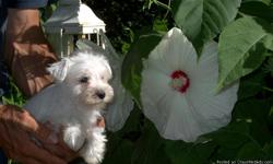 AKC beautiful baby mini schnauzer...
Born on 7-12-11...she should grow up to be 13-14 pounds..
Pure white...
Bouncy and happy....
Two vaccinations and also dewormed...
Non shedding.
Allergy free....
Smart-an easy learner....
Love her and she will bloom.
