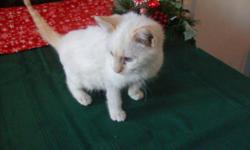 I have just one white, flame point male TICA Munchkin kitten available for Christmas. He is a non-standard (long legged) Munchkin and would be a perfect Christmas present for someone who loves cats. I also have a new litter that will be ready in Janaury.