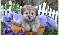 Winnie the Pooh Male Maltipoo&nbsp;
Wanna have something as sweet as honey? If so, then you've met him! Hey There! I'm Winnie the Pooh! The wonderful, cuddly Maltipoo! They call me Winnie the Pooh because I look like the adorable teddy bear! I was born on