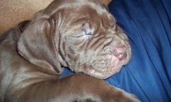 8 week old male Neo Mastiff.
He is mahogany colored.
WKC registered.
Crate trained.
Doing very well with house training.
Is being socialized with people and other dogs daily.