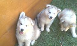 Big beautiful wolf dog puppies ready for their new homes. Mom is 75% wolf dad is German shepherd. Pups where born and raised in my home with my kids and other pets, they are started on potty training. They have had their first set of shot and wormed