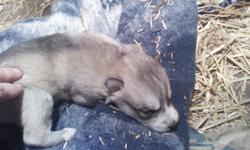 I have 2 litters of wolf hybrid puppies. The father is 96% Timberwolf and the mom is 98% Arctic Wolf. I have many males and females. These puppies will be ready to go to their new homes and the end of the first week of Febuary. Approx. on 5-6 Feb. 2011.