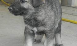 Very cute wolf hybrid pups males and females blacks and brown greys... mom is 25% timber wolf 75% german shepard and dad is 90% timber wolf 10% german shepard. 57.5% wolf pups. website http://wantedwolves.weebly.com/pups-for-sale.html ...you can text for