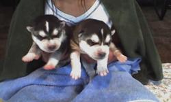 We are now accepting deposits for our 2011 litter. Lakota has been bred to Tyson for a low content litter of wolf huskies. Pups were born April 1st. They will be ready for their forever homes May 14th if picking up and May 28th if shipped. The mother is
