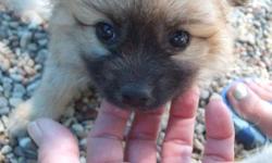 adorable Pomeranian Puppies ready on
July 19 th. they will be 8 weeks old. I have 3 females ,1 white/creme,2 wolf sable. parents on site. mother is about 6 pounds,color red.father is about 6 pounds wolf sable(BLACK , TAN AND FAWN).no shipping , local