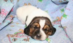 Hello! We have a gorgeous litter of purebred basset hound puppies that will be available on august 13, 2011! we have a big litter and want to find the perfect homes for our babies! We have 5 males (Gus, Archie, Angus, Bruiser, and Davey) and 3 females (