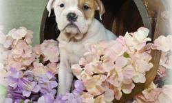 Meet Berta! Stop right there, and look no further! Berta is a Bulldog one you have been looking for. She will win your heart with her first puppy kiss. Berta is the perfect cuddle buddy. She is always ready to curl up to a great movie and snuggle up right