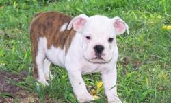 Stocky ***English -Bulldog***(AKC) Registration; Up To Date Shots & Deworming; Pedigree Papers; Microchip With Pup's ID; Males & Females Available; Nice Coat And Colors; Champion Bloodline; Pup's Age Only (9) Weeks Old; Pup's Weight (6-Lbs); Free Vet