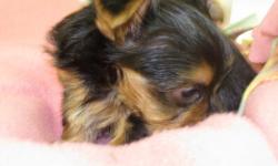 www.angiespickapet.com Pet locating and delivery service. Teacup Yorkies, Chiuhuahs , Maltese, Morkies and many more designer breeds. Also Large breeds, English Bulldogs, Mastiffs , Great Danes, and many more. You name it I will find it. Teacup Yorkies