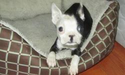 Super sweet boston terrier puppies, ACA registered, 10 weeks old, all shots and worming up to date and they come with a health guarantee. These pups are very sweet and friendly, they love kids and play great with other dogs. They are Xsmall and will only