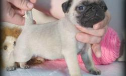 X - TRA TINY PUG PUPPIES: Puppies are CKC registered; 8 weeks old; They have had their shots & been wormed. They have Health Certificates verifying excellent health from my vet. They have very small frames & will be smaller than average pugs. They are