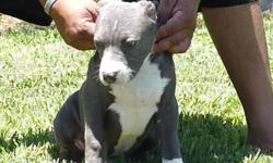 XL pitbull puppies. UKC papers on hand. Great bloodlines(Genghis Khan/Razors Edge. Parents of pups: Cali (off of Dungeon 5150 and Xena)and Kush (off of pacman). This is an awesome pedigree!! Cali is big and beautiful and is from a prestige bloodline. Her