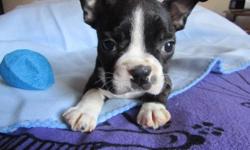 Super sweet boston terrier puppies, ACA registered, 10 weeks old, all shots and worming up to date and they come with a health guarantee. These pups are very sweet and friendly, they love kids and play great with other dogs. They are Xsmall and will only