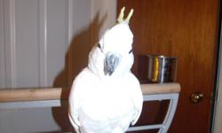 Cocoa is a 4 year old male cockatoo. He has an awesome personality. He loves a lot of attention!!!! He loves to talk and to be held so he can give kisses. At bath time he holds his wings up to get sprayed underneath them. Over all he is an awesome