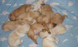 AKC Mother and father on site
Yellow lab puppies
5 Males left $250.00 each
Phone no.(561)753-3469