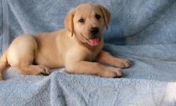 We have a lovely registered litter of yellow Labrador Retriever puppies that are ready for their new homes. They have been checked by our veterinarian, they are up to date on all shots and worming, and they are guranteed for a year against any genetic or