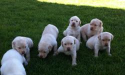 I have healthy active little yellow lab puppies. There are 3 boy and 3 girls left. They will all be getting there shots this week and will be ready to leave mom on Monday May 9th.